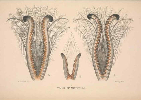 Reproducción/Reproduction 48684666661: The Birds of Australia. London :Witherby & Co.,1910-1927.. 