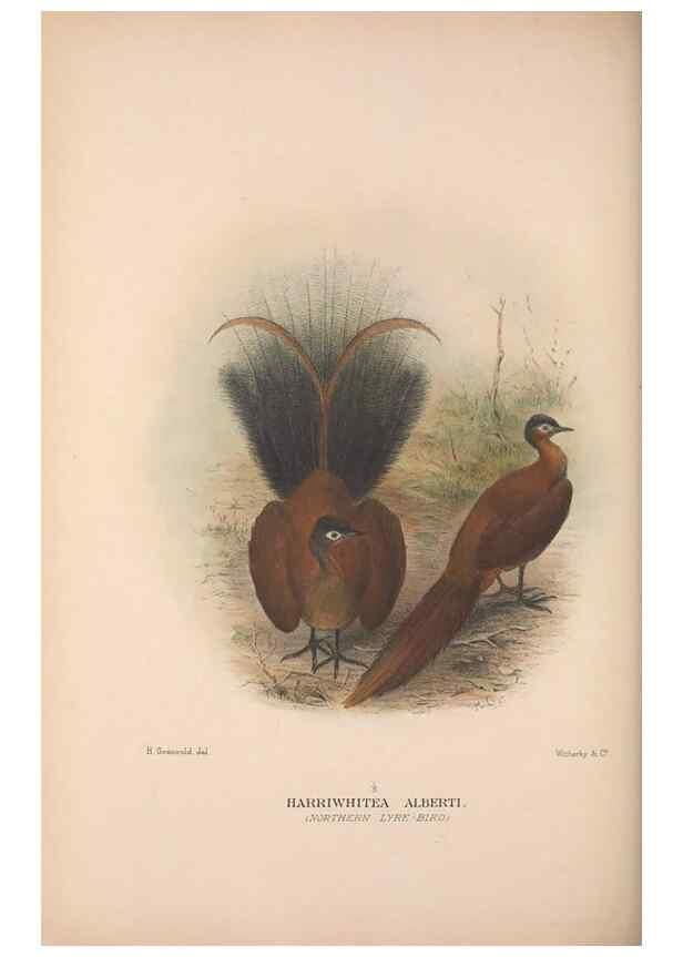 Reproducción/Reproduction 48684328303: The Birds of Australia. London :Witherby & Co.,1910-1927.. 