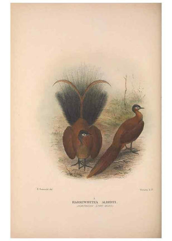 Reproducción/Reproduction 48684328303: The Birds of Australia. London :Witherby & Co.,1910-1927.. 