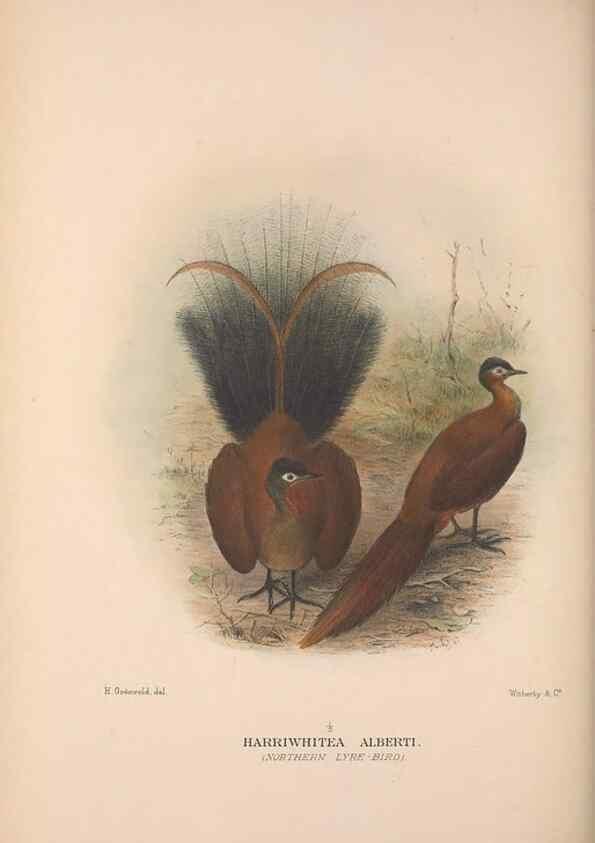 Reproducción/Reproduction 48684328303: The Birds of Australia. London :Witherby & Co.,1910-1927.. 