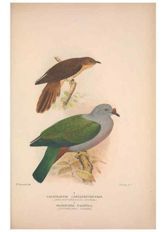 Reproducción/Reproduction 48684328588: The Birds of Australia. London :Witherby & Co.,1910-1927.. 