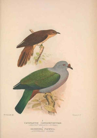 Reproducción/Reproduction 48684328588: The Birds of Australia. London :Witherby & Co.,1910-1927.. 