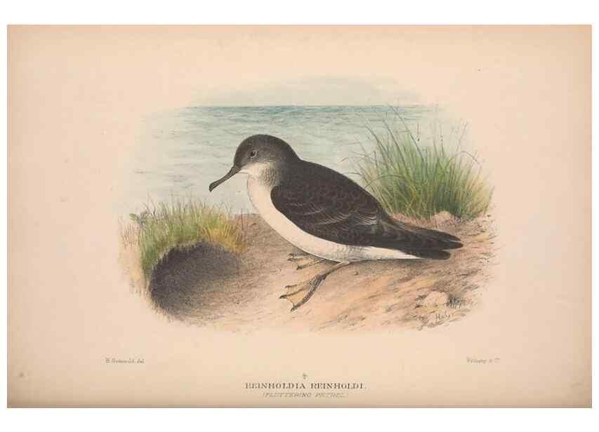 Reproducción/Reproduction 48684667616: The Birds of Australia. London :Witherby & Co.,1910-1927.. 