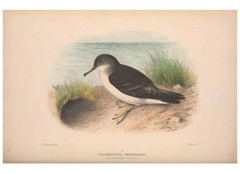 Reproducción/Reproduction 48684667616: The Birds of Australia. London :Witherby & Co.,1910-1927.. 
