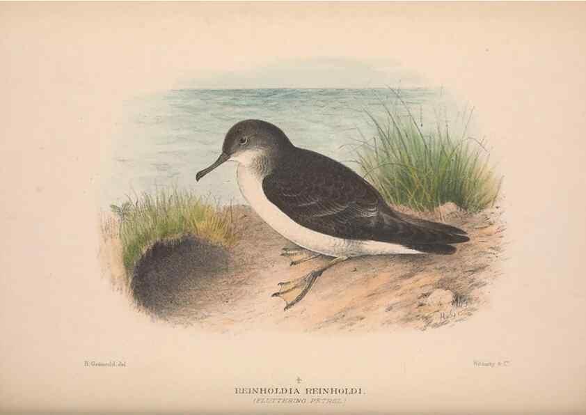Reproducción/Reproduction 48684667616: The Birds of Australia. London :Witherby & Co.,1910-1927.. 