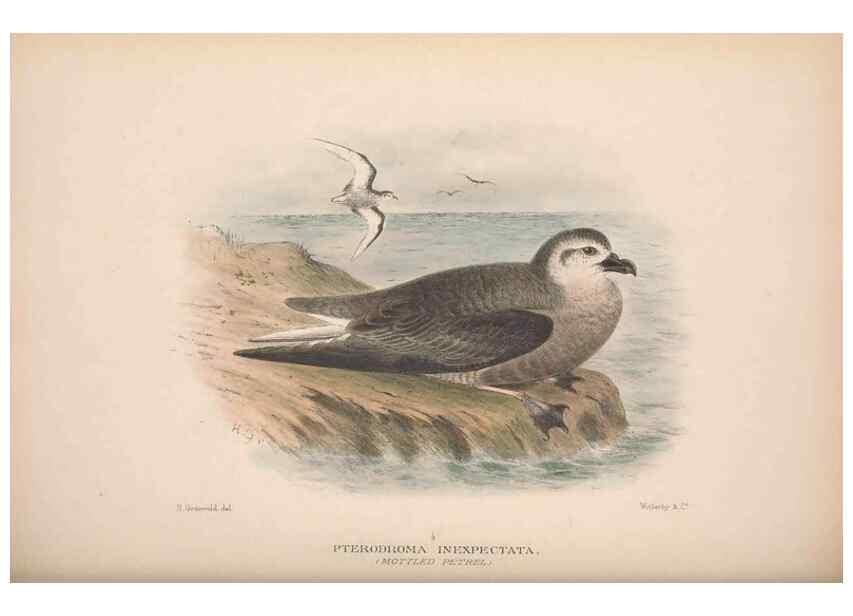 Reproducción/Reproduction 48684840612: The Birds of Australia. London :Witherby & Co.,1910-1927.. 