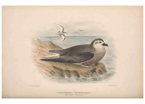 Reproducción/Reproduction 48684840612: The Birds of Australia. London :Witherby & Co.,1910-1927.. 