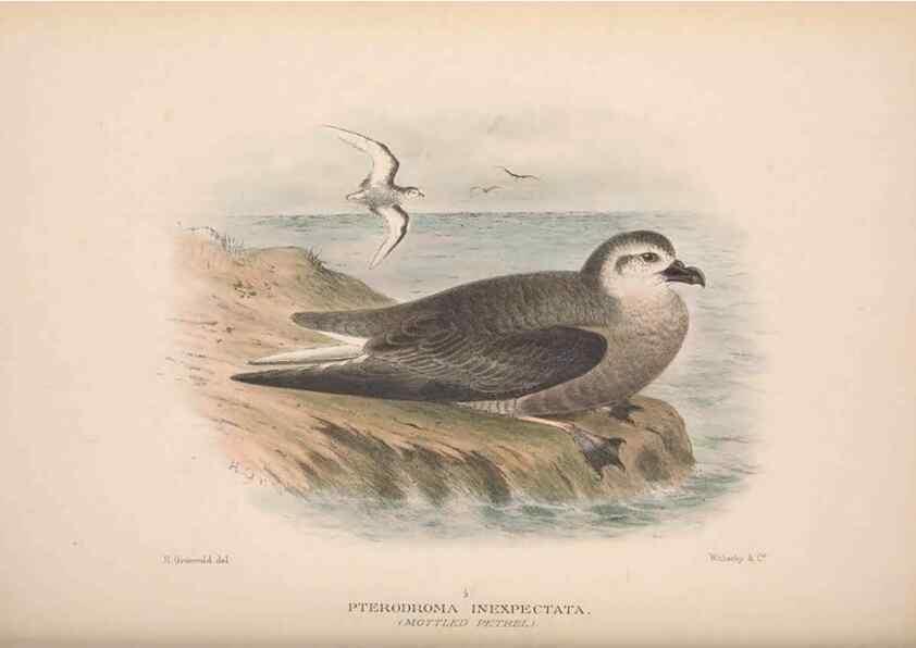 Reproducción/Reproduction 48684840612: The Birds of Australia. London :Witherby & Co.,1910-1927.. 