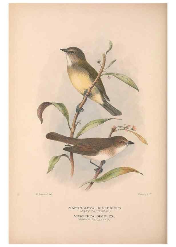 Reproducción/Reproduction 48684910117: The Birds of Australia. London :Witherby & Co.,1910-1927.. 