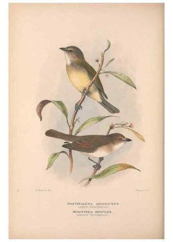 Reproducción/Reproduction 48684910117: The Birds of Australia. London :Witherby & Co.,1910-1927.. 