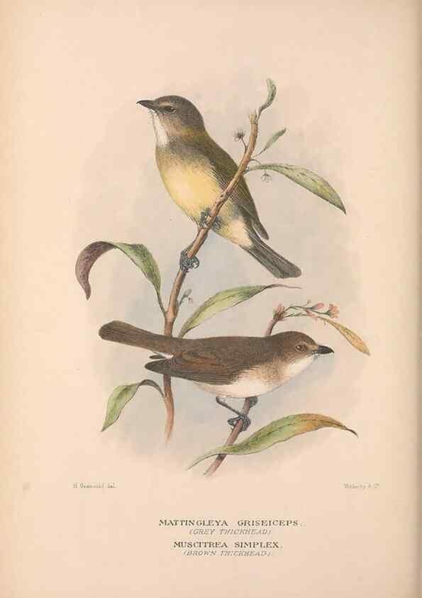 Reproducción/Reproduction 48684910117: The Birds of Australia. London :Witherby & Co.,1910-1927.. 