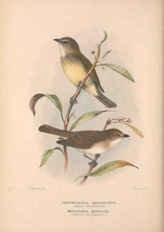 Reproducción/Reproduction 48684910117: The Birds of Australia. London :Witherby & Co.,1910-1927.. 
