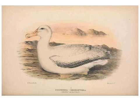 Reproducción/Reproduction 48684668271: The Birds of Australia. London :Witherby & Co.,1910-1927.. 
