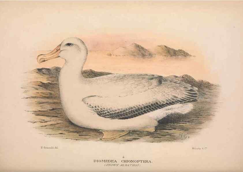 Reproducción/Reproduction 48684668271: The Birds of Australia. London :Witherby & Co.,1910-1927.. 
