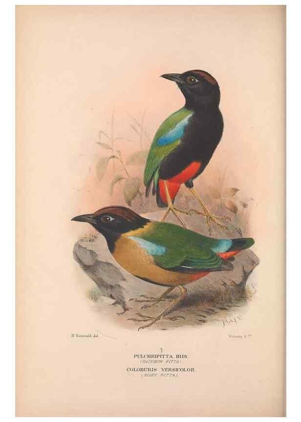 Reproducción/Reproduction 48684390098: The Birds of Australia. London :Witherby & Co.,1910-1927.. 