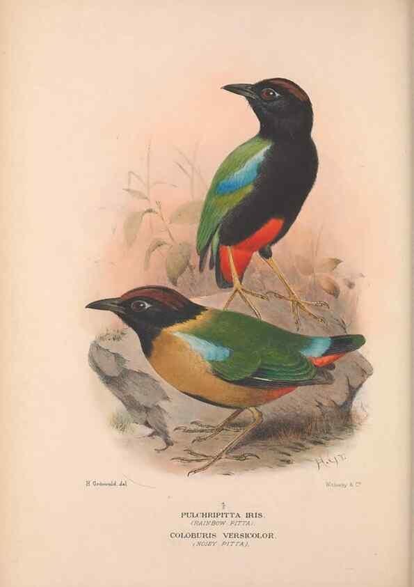 Reproducción/Reproduction 48684390098: The Birds of Australia. London :Witherby & Co.,1910-1927.. 