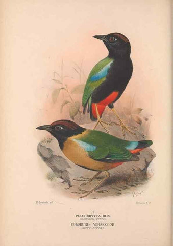 Reproducción/Reproduction 48684390098: The Birds of Australia. London :Witherby & Co.,1910-1927.. 