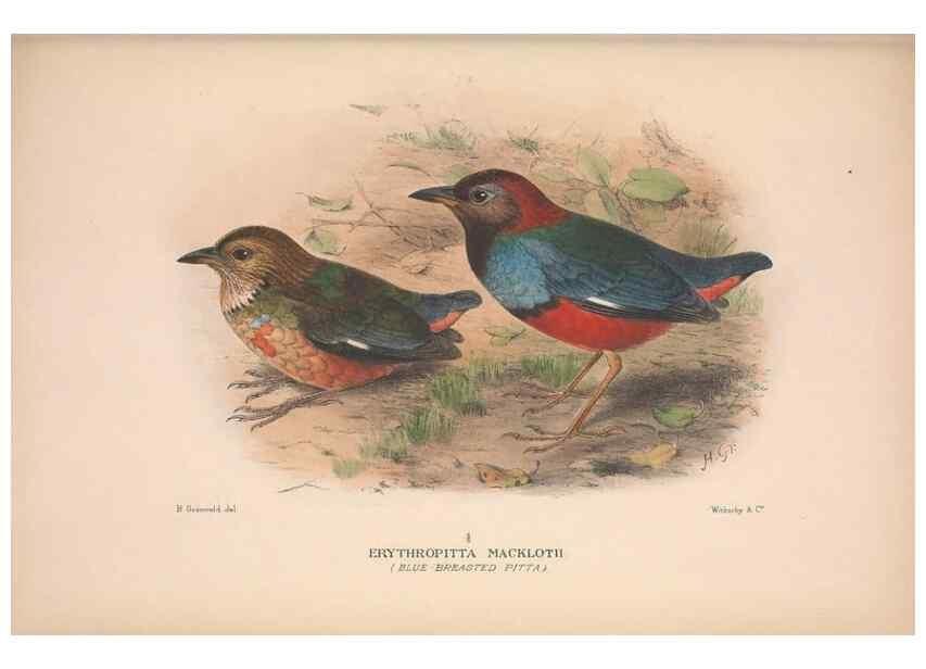 Reproducción/Reproduction 48684390298: The Birds of Australia. London :Witherby & Co.,1910-1927.. 