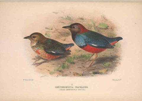Reproducción/Reproduction 48684390298: The Birds of Australia. London :Witherby & Co.,1910-1927.. 
