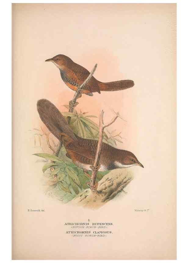 Reproducción/Reproduction 48684390603: The Birds of Australia. London :Witherby & Co.,1910-1927.. 
