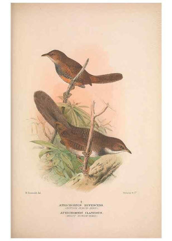 Reproducción/Reproduction 48684390603: The Birds of Australia. London :Witherby & Co.,1910-1927.. 
