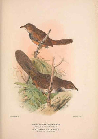 Reproducción/Reproduction 48684390603: The Birds of Australia. London :Witherby & Co.,1910-1927.. 