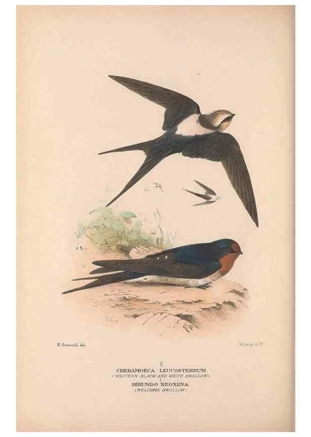 Reproducción/Reproduction 48684729321: The Birds of Australia. London :Witherby & Co.,1910-1927.. 
