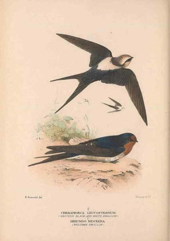 Reproducción/Reproduction 48684729321: The Birds of Australia. London :Witherby & Co.,1910-1927.. 