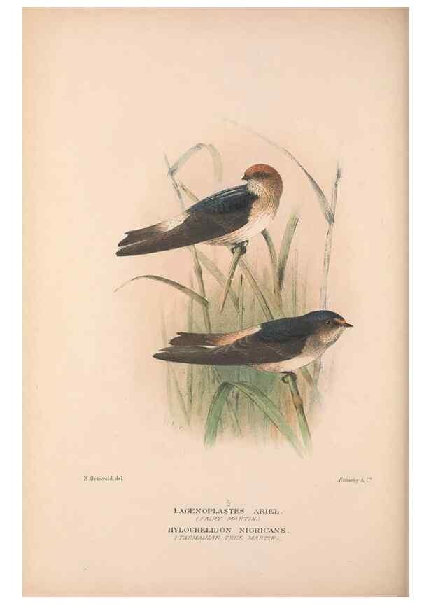 Reproducción/Reproduction 48684729586: The Birds of Australia. London :Witherby & Co.,1910-1927.. 