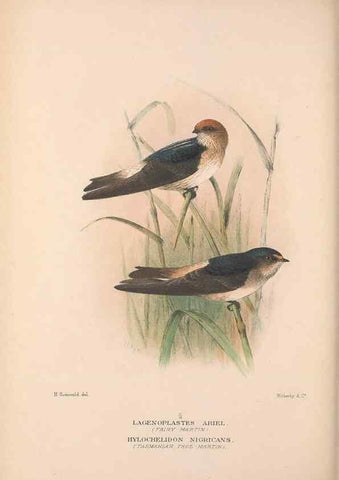 Reproducción/Reproduction 48684729586: The Birds of Australia. London :Witherby & Co.,1910-1927.. 