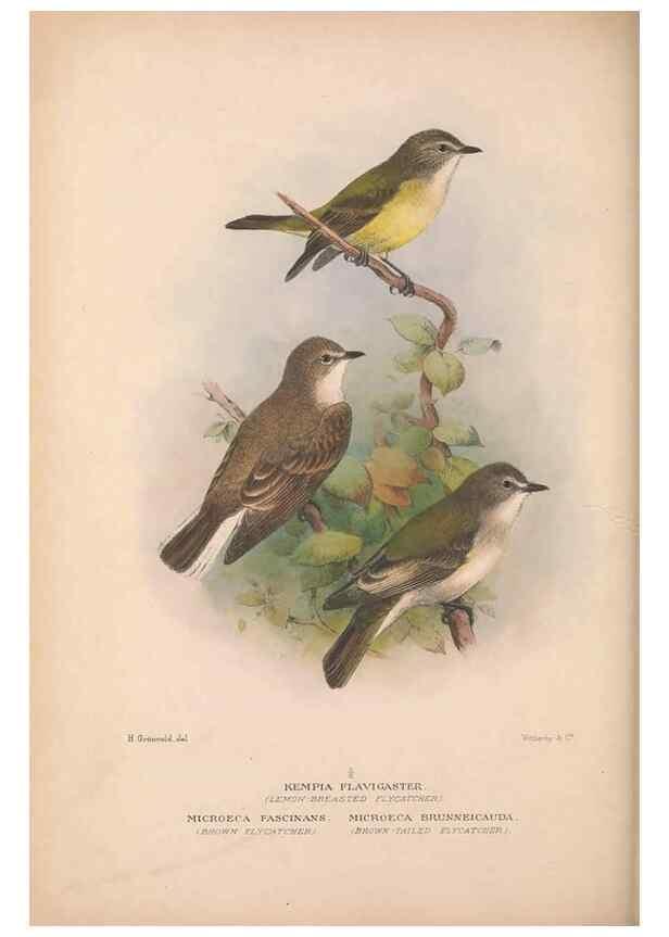 Reproducción/Reproduction 48684391383: The Birds of Australia. London :Witherby & Co.,1910-1927.. 