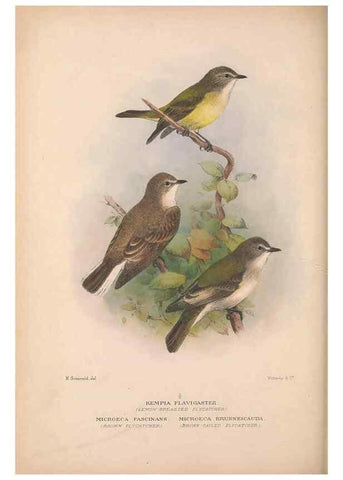 Reproducción/Reproduction 48684391383: The Birds of Australia. London :Witherby & Co.,1910-1927.. 