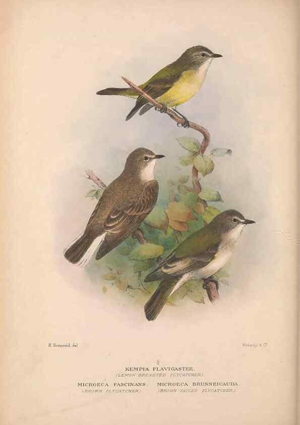 Reproducción/Reproduction 48684391383: The Birds of Australia. London :Witherby & Co.,1910-1927.. 