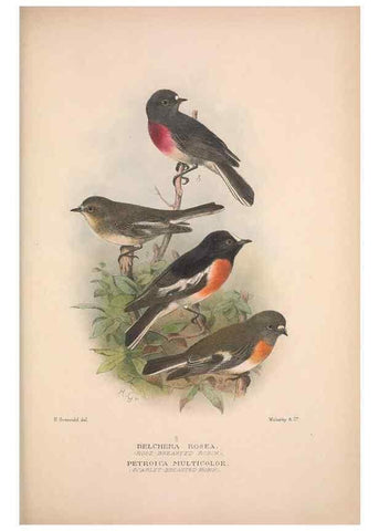 Reproducción/Reproduction 48684730106: The Birds of Australia. London :Witherby & Co.,1910-1927.. 