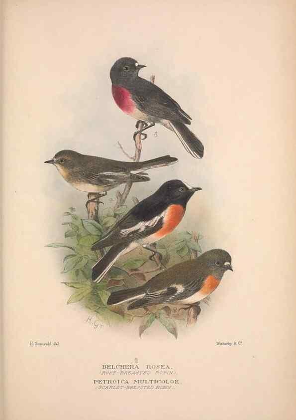 Reproducción/Reproduction 48684730106: The Birds of Australia. London :Witherby & Co.,1910-1927.. 