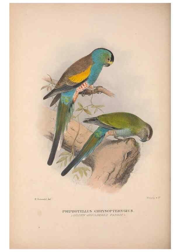 Reproducción/Reproduction 48684841187: The Birds of Australia. London :Witherby & Co.,1910-1927.. 