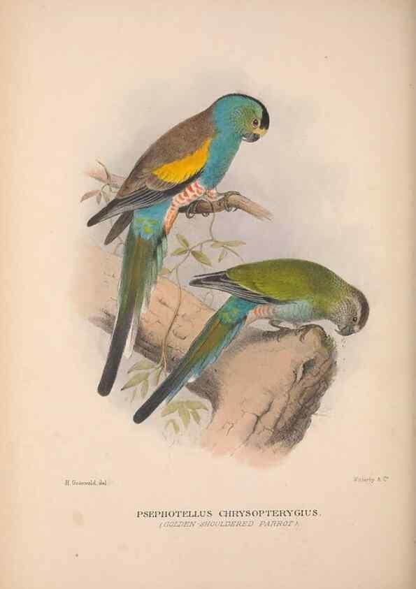 Reproducción/Reproduction 48684841187: The Birds of Australia. London :Witherby & Co.,1910-1927.. 