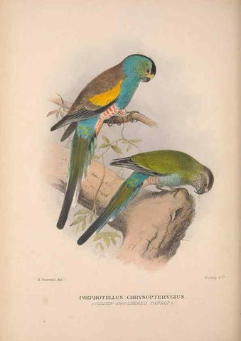 Reproducción/Reproduction 48684841187: The Birds of Australia. London :Witherby & Co.,1910-1927.. 