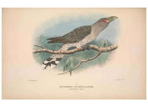 Reproducción/Reproduction 48684838347: The Birds of Australia. London :Witherby & Co.,1910-1927.. 
