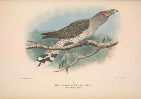 Reproducción/Reproduction 48684838347: The Birds of Australia. London :Witherby & Co.,1910-1927.. 