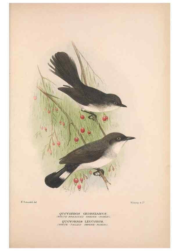 Reproducción/Reproduction 48684910362: The Birds of Australia. London :Witherby & Co.,1910-1927.. 