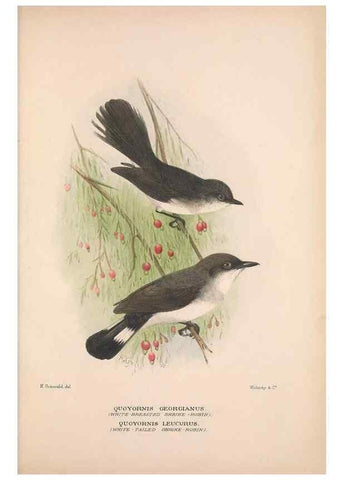 Reproducción/Reproduction 48684910362: The Birds of Australia. London :Witherby & Co.,1910-1927.. 