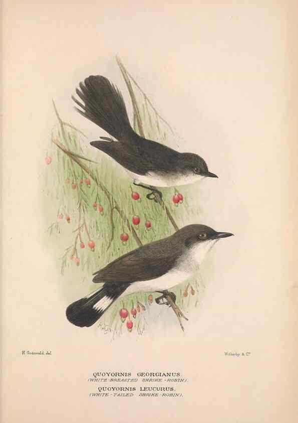 Reproducción/Reproduction 48684910362: The Birds of Australia. London :Witherby & Co.,1910-1927.. 