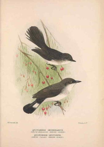 Reproducción/Reproduction 48684910362: The Birds of Australia. London :Witherby & Co.,1910-1927.. 