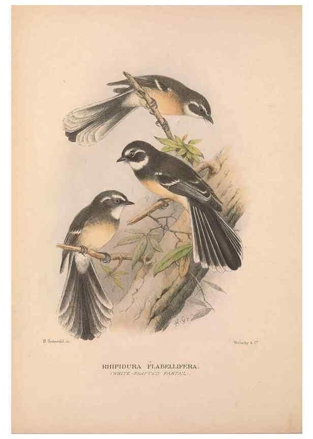 Reproducción/Reproduction 48684803676: The Birds of Australia. London :Witherby & Co.,1910-1927.. 