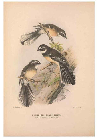 Reproducción/Reproduction 48684803676: The Birds of Australia. London :Witherby & Co.,1910-1927.. 