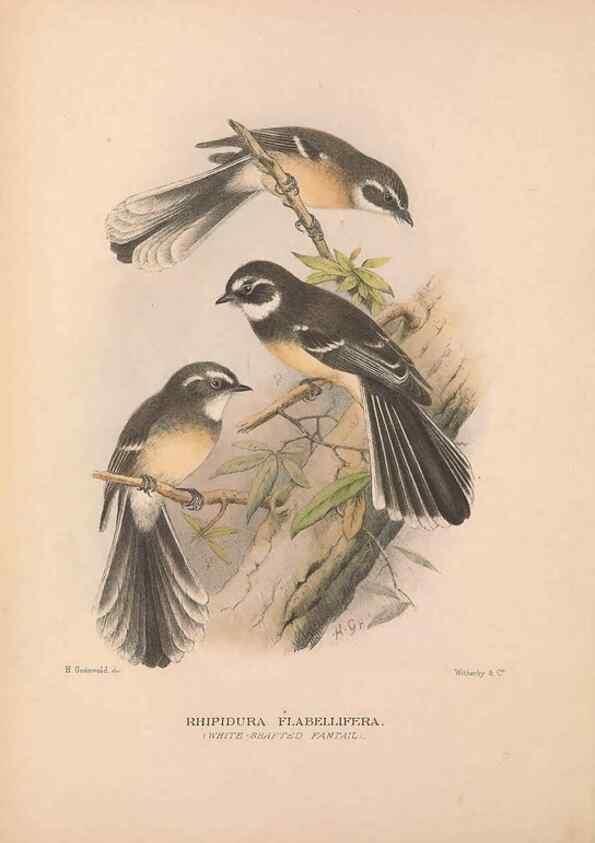 Reproducción/Reproduction 48684803676: The Birds of Australia. London :Witherby & Co.,1910-1927.. 