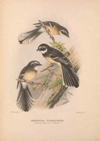 Reproducción/Reproduction 48684803676: The Birds of Australia. London :Witherby & Co.,1910-1927.. 