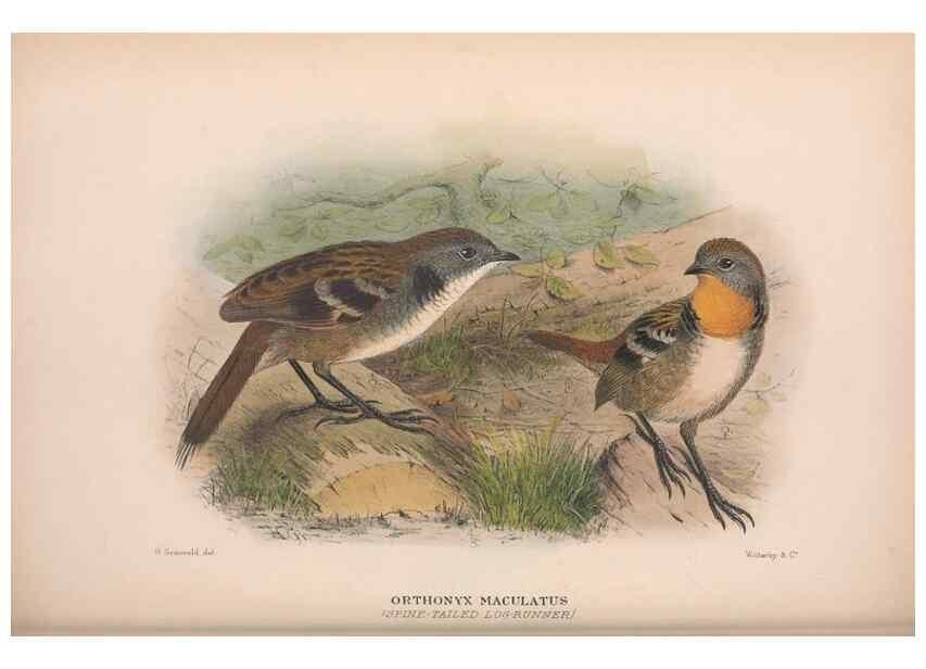 Reproducción/Reproduction 48684983362: The Birds of Australia. London :Witherby & Co.,1910-1927.. 