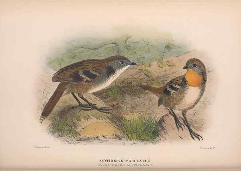 Reproducción/Reproduction 48684983362: The Birds of Australia. London :Witherby & Co.,1910-1927.. 